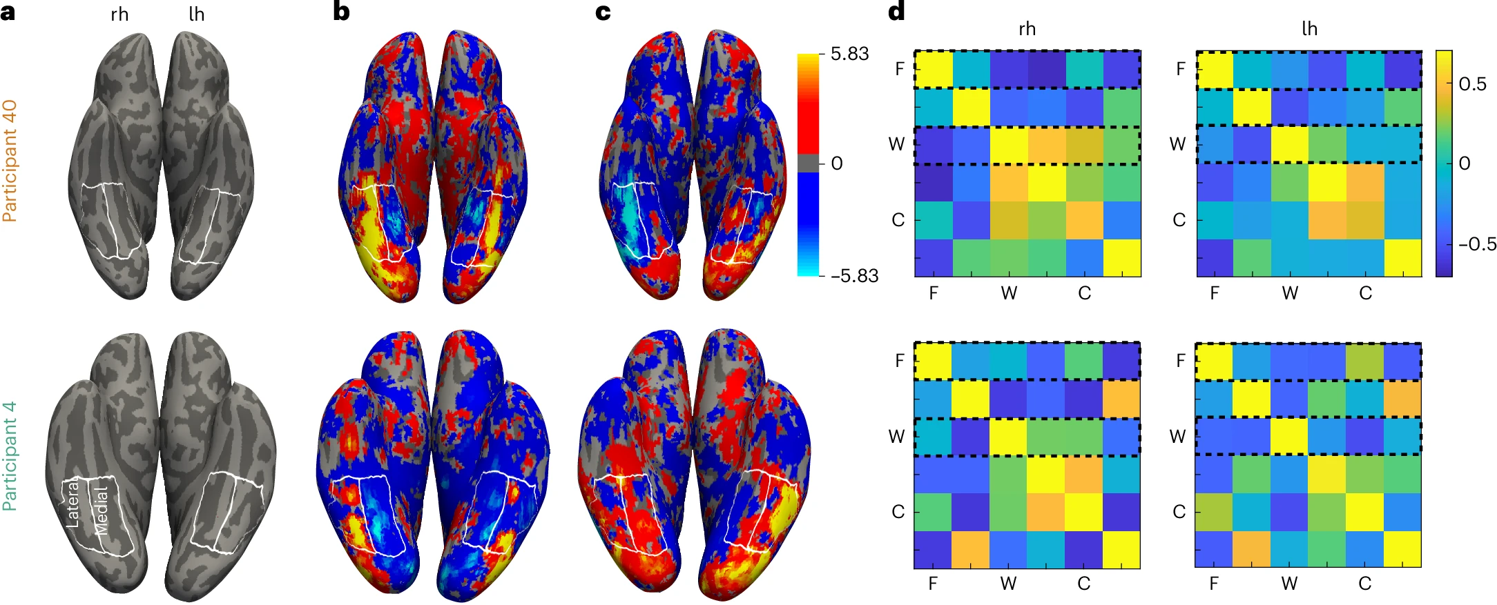 Esempi di mappe fMRI e matrici di similarità della risposta da due partecipanti, che mostrano attività selettiva per volti e parole nella corteccia temporale ventrale.