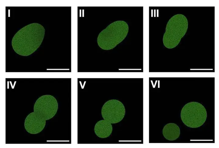 Secvență de microscopie cu fluorescență în șase panouri din preprint. Picături verzi pe fundal negru sunt etichetate de la I la VI. De la un panou la altul, o celulă sintetică se alungește, se strangulează în doi lobi conectați și apoi se separă în două picături fiice. În fiecare panou apare o bară de scară albă.